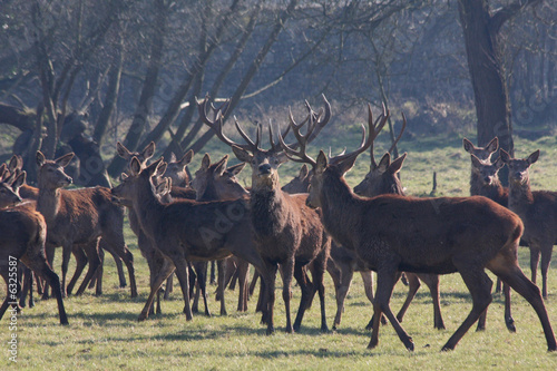 Red deer stags prepare for combat © michael luckett