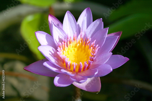 lotus parfumé