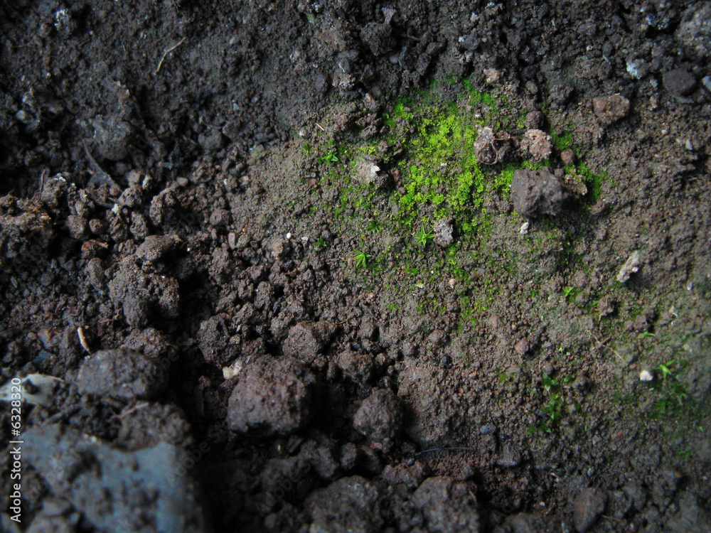 bryophytes and soil bryophytes and soil