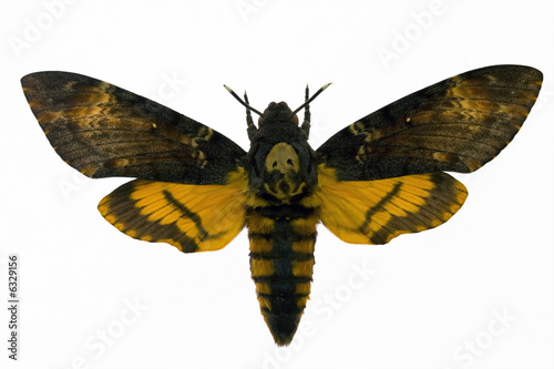 Night hawk moth from picture "Silence of the lumb" 