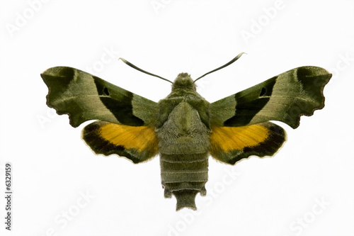 Beautiful night moth named proserpina