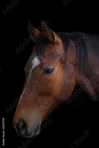 Portrait of a horse on a black background