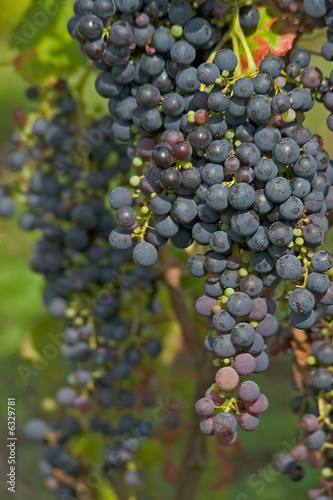 .Bunch of grapes in a vine
