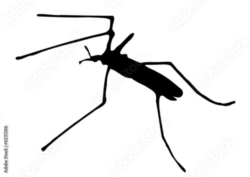 vector mosquito silhouette