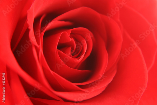 Red rose background texture
