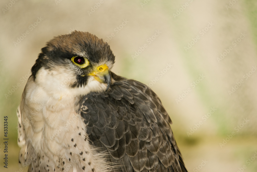 Lanner Falcon Lanner Falcon