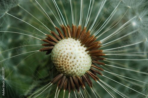 Dandelion