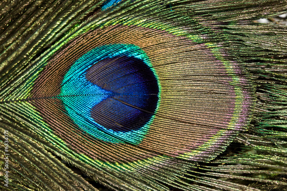 Obraz premium peacock feather