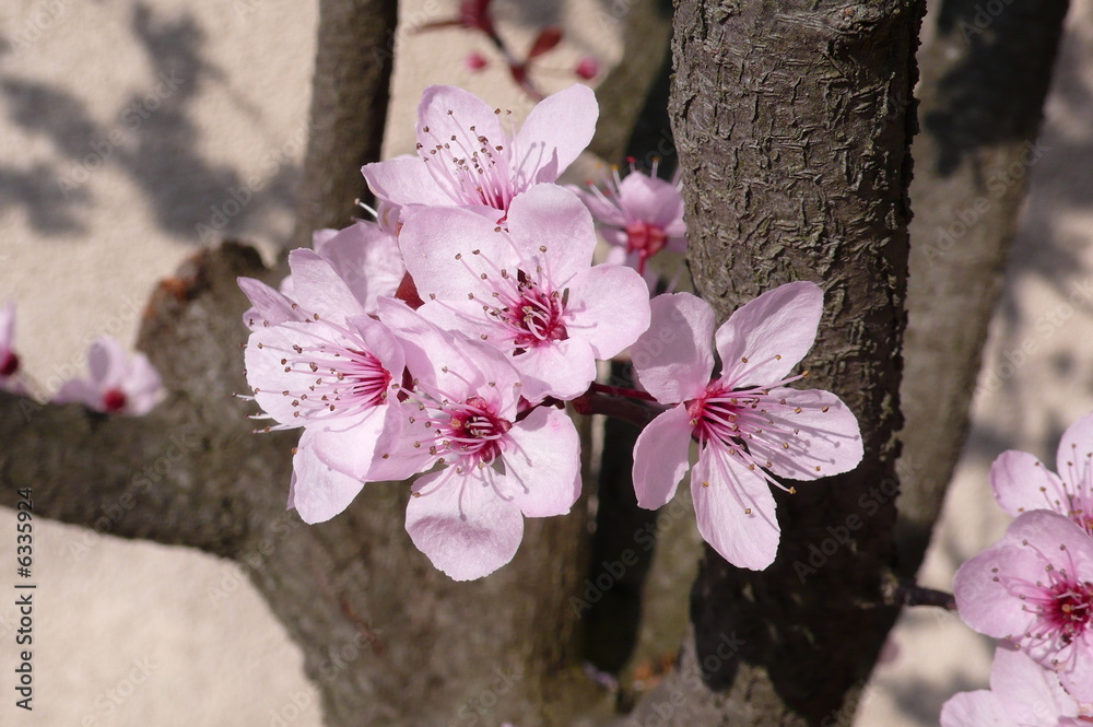 Fototapeta premium fleurs cerisiers du japon