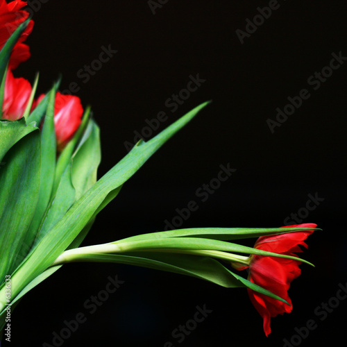 Tulip