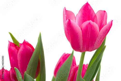 Fototapeta Naklejka Na Ścianę i Meble -  Elegant tulips