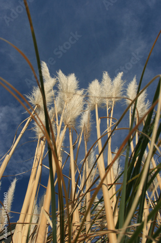 Reed