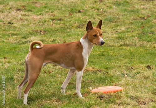 Alert Basenji