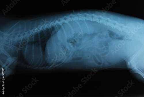radiografia total body di gatto.  photo