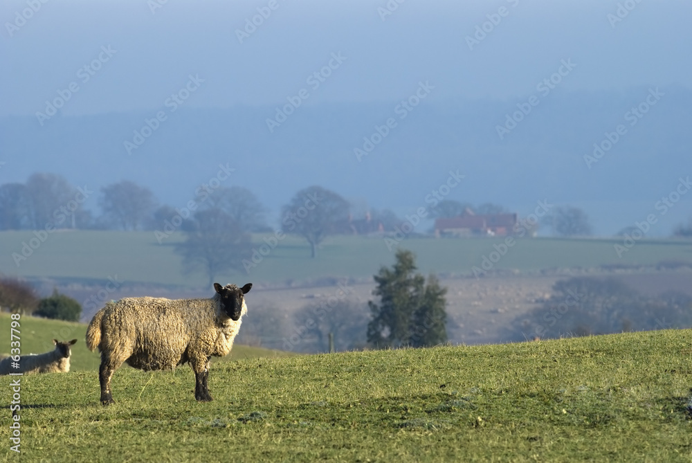 Fototapeta premium Black faced sheep against Shropshire Landscape