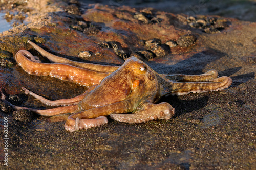 Octopus  Octopus vulgaris 