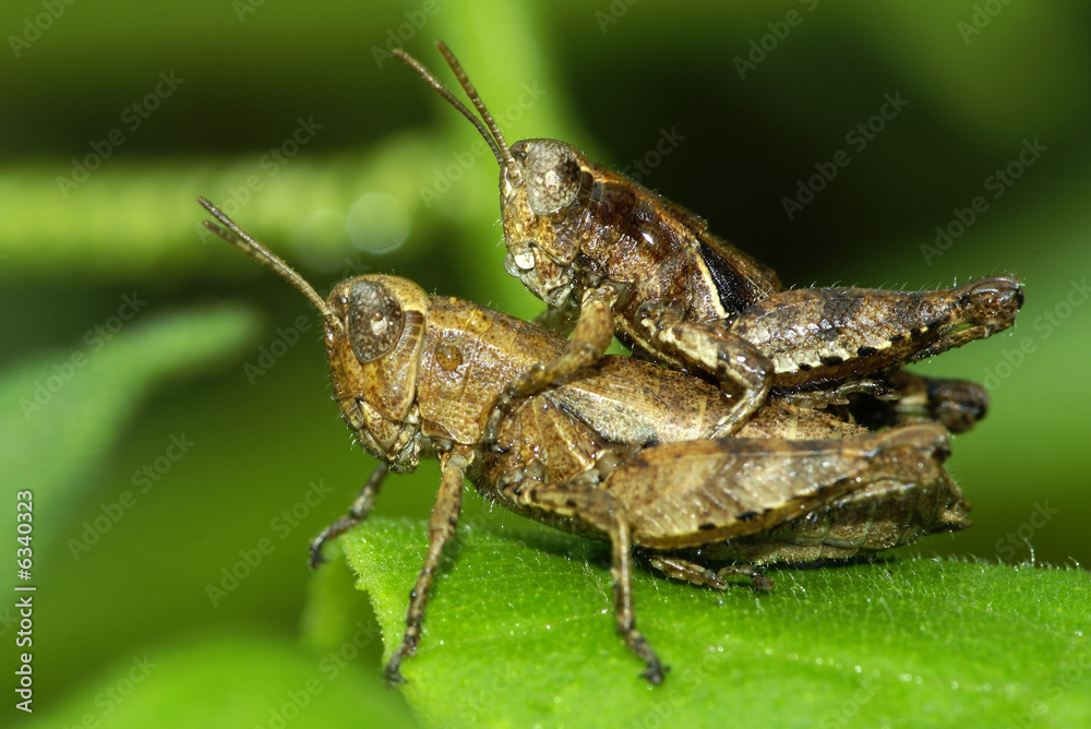 Cavallette Cavallette
