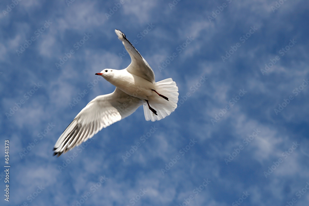 MÖWE AM HIMMEL