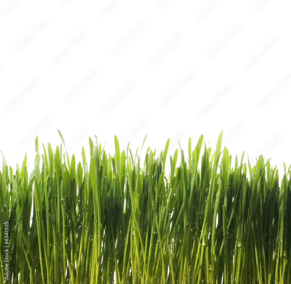 green fresh grass with water drops on white background green fresh grass with water drops on white background