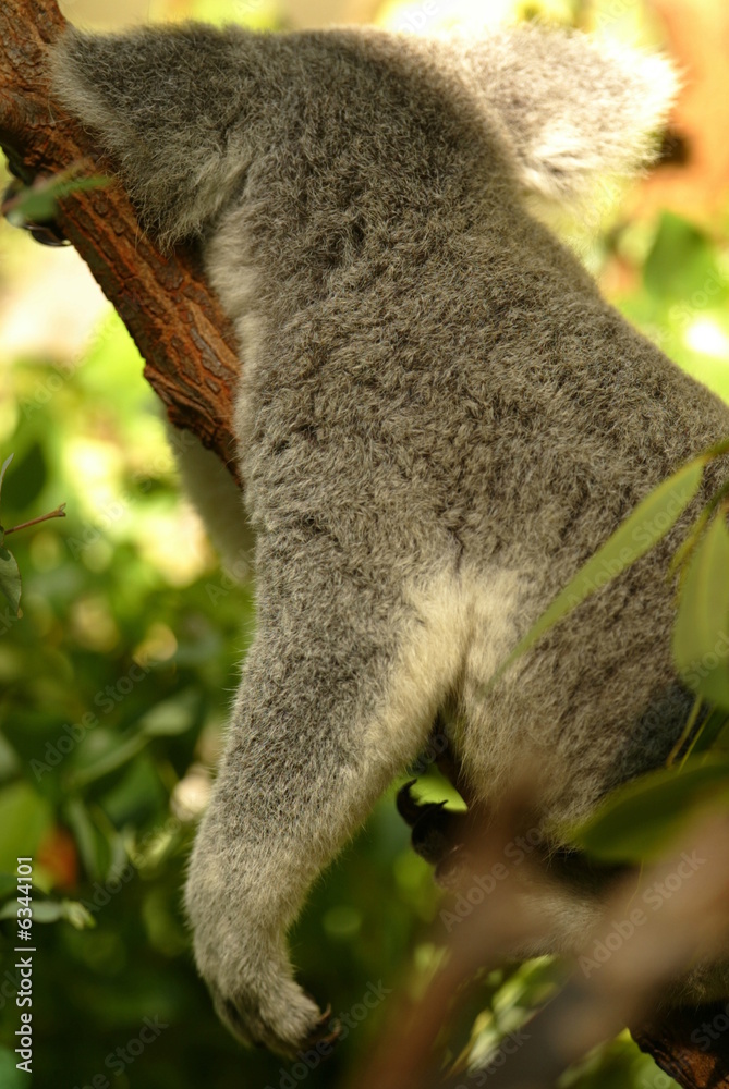 Fototapeta premium Australian Koala