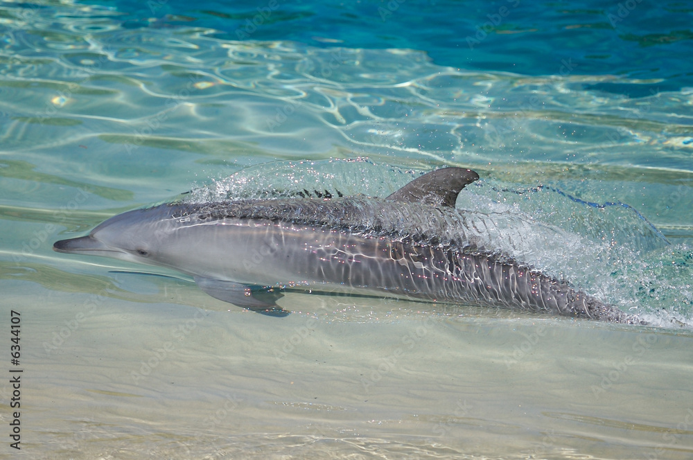 Fototapeta premium Bottlenose Dolphins