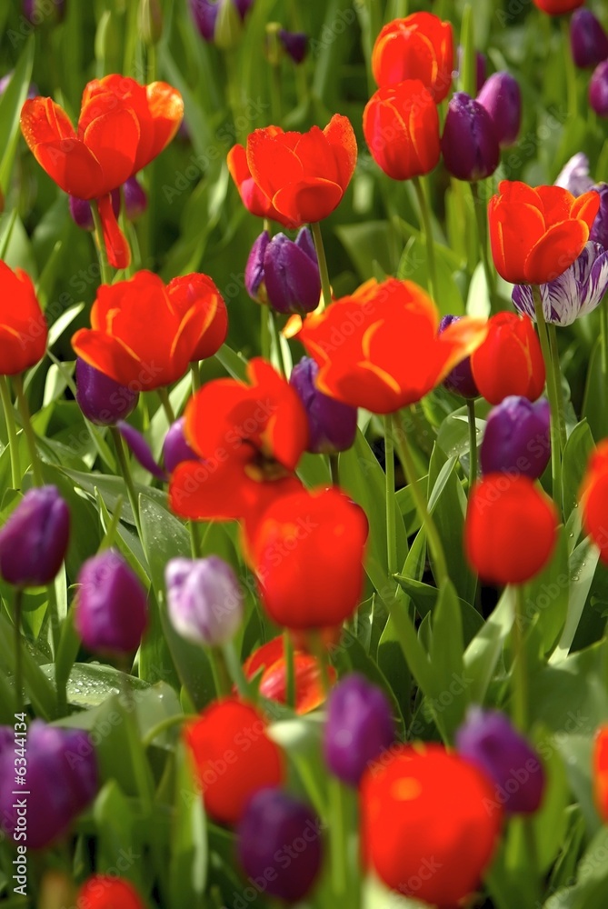 Tulips
