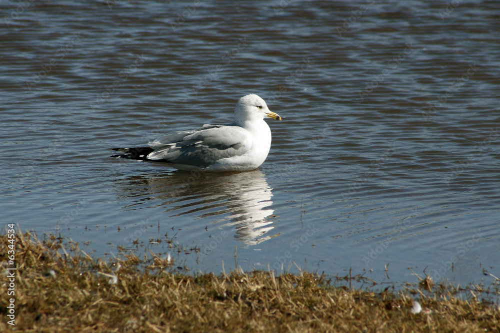 Fototapeta premium Sea Gull in water with pretty reflection