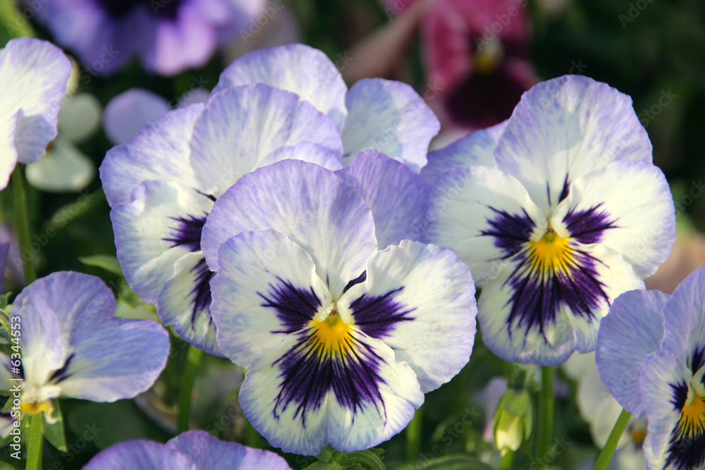 Pansies in a spring garden
