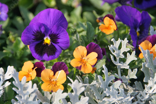 Obraz na płótnie Pansies in a spring garden w salonie