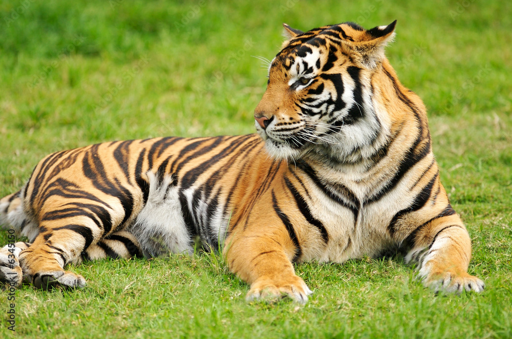 Bengal Tiger