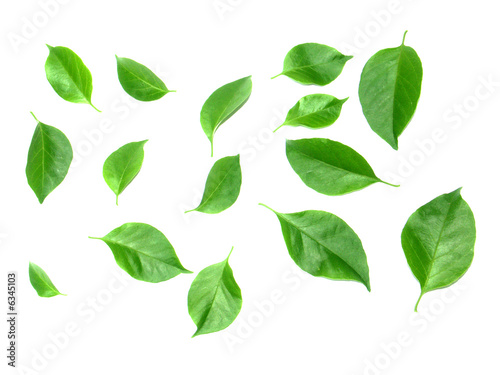 feuilles vertes