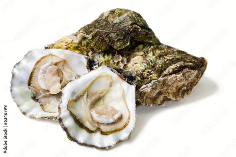 fresh alive oysters on a white background fresh alive oysters on a white background