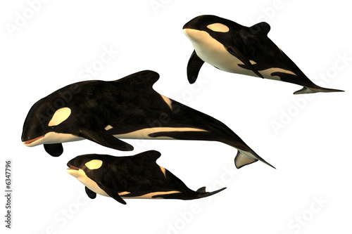Killer whale
