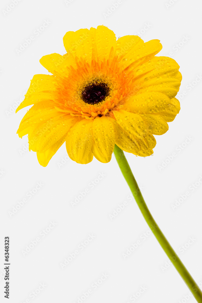 Image of yellow daisy isolated on a white background