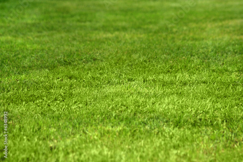 Nice green grass texture form a soccer field