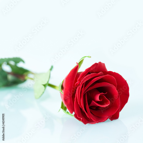 Closeup of wonderful red rose lying on white surface