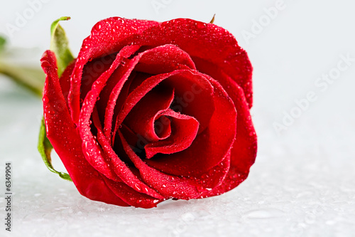 Close-up of open rosebud with dew drops on its petals