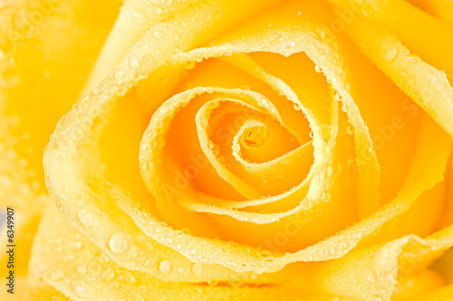 Close up of open yellow rosebud with dew drops on it