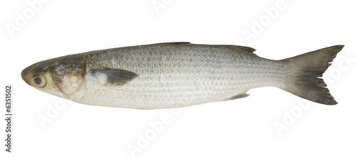 Mullet fish