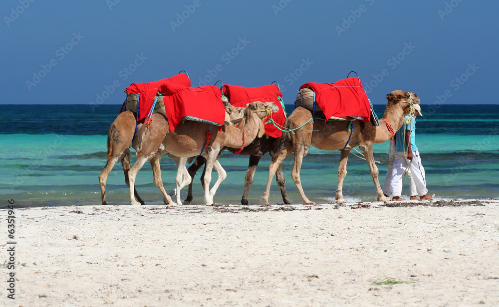 Obraz premium djerbas kamele