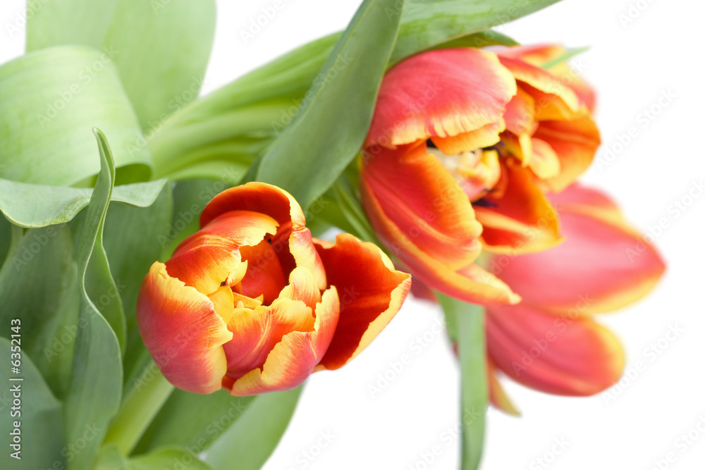Naklejka premium red tulips