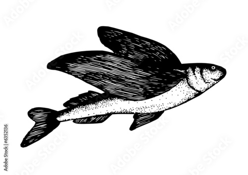 Flying fish flies