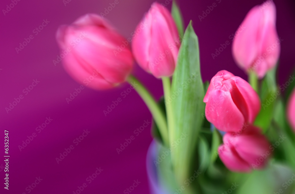 Tulips with a purple background and soft focus Tulips with a purple background and soft focus