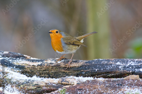 Robin on log