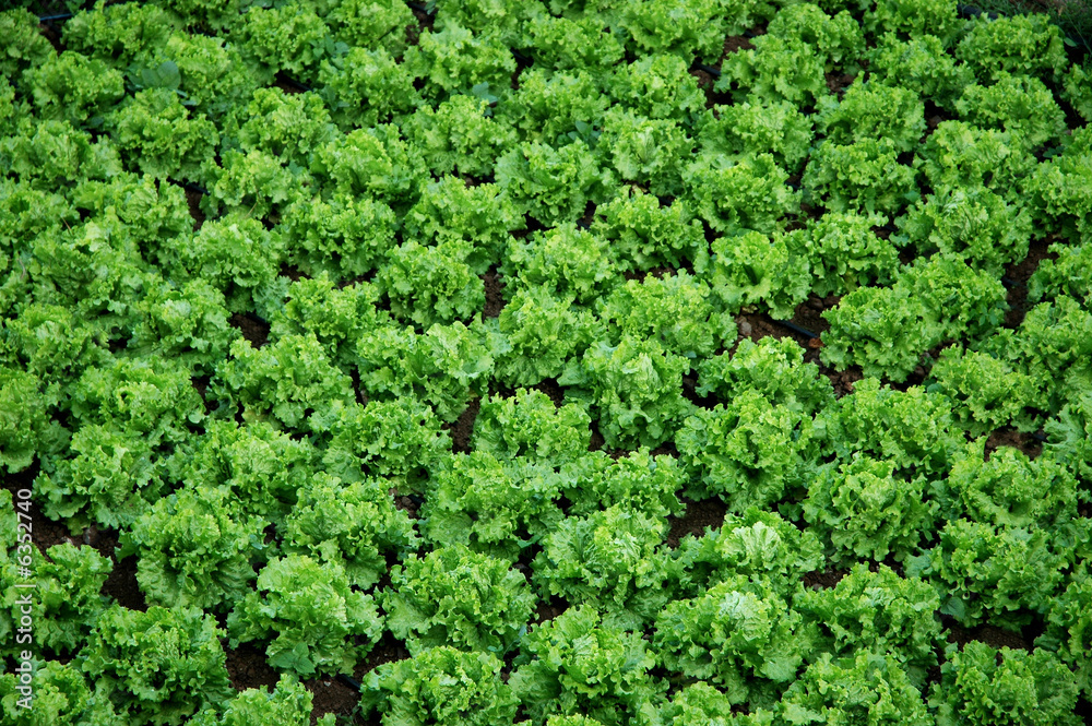 detail of a plantation of lettuces