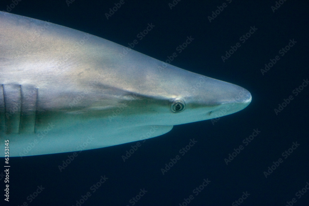 Fototapeta premium Hai