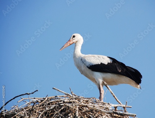 White stork standing in the nest