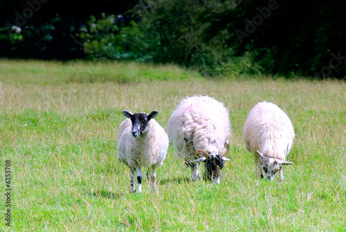 Three Swaledale sheep grazing in a meadow