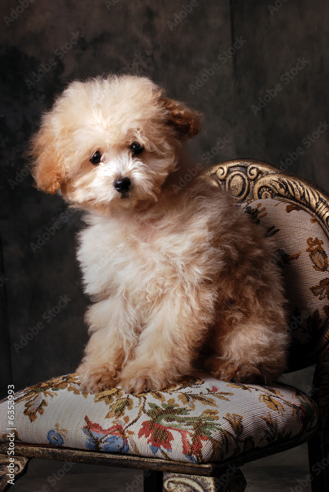 Tiny Toy Poodle Puppy Stock Foto