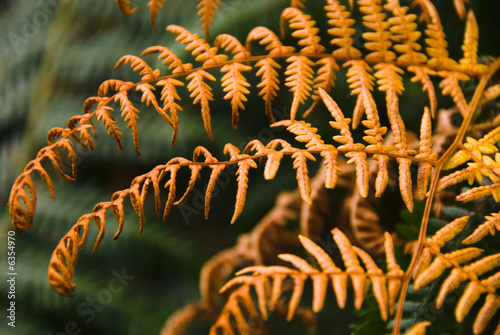 Close up of copper-coloured Frond of a fern in autumn